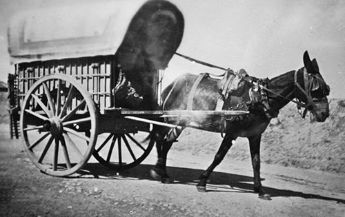 Pilgrims Progress Horse Pulling Trap