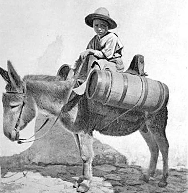 Mining Boy On Mule